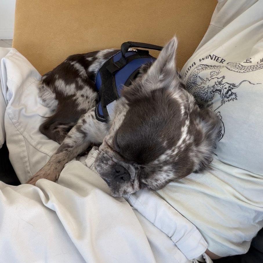 Enlarge Cash, a Adoptable French Bulldog in Fort Lauderdale, FL image 3/5