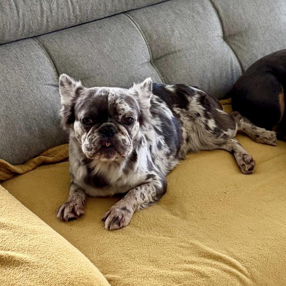 Enlarge Cash, a Adoptable French Bulldog in Fort Lauderdale, FL image 4/5