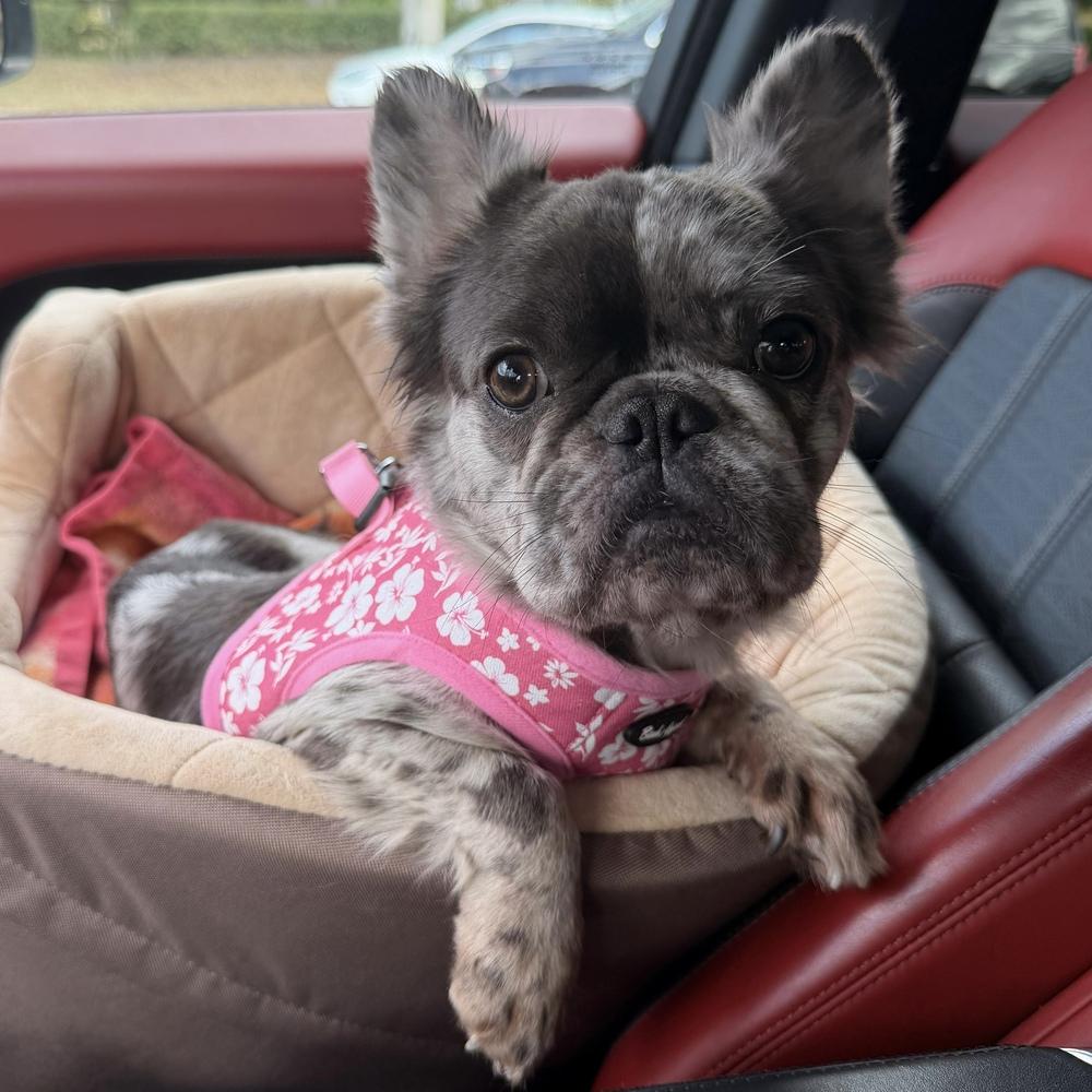 Enlarge Cash, a Adoptable French Bulldog in Fort Lauderdale, FL image 5/5