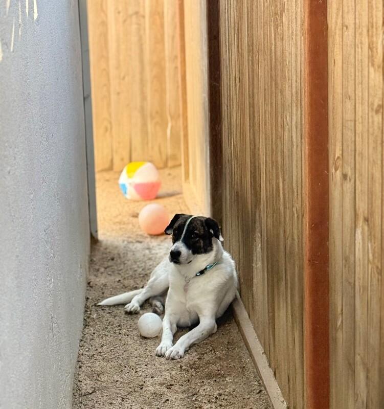 Fred, Adoptable, Adult Male Coonhound.