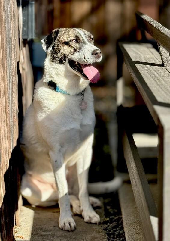 Enlarge Fred, a Adoptable Coonhound in Manhattan Beach, CA image 2/6