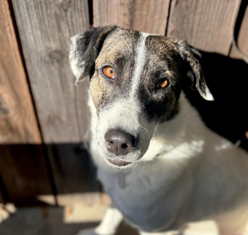 Enlarge Fred, a Adoptable Coonhound in Manhattan Beach, CA image 3/6