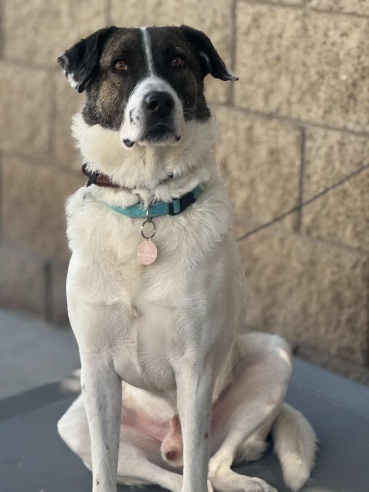 Enlarge Fred, a Adoptable Coonhound in Manhattan Beach, CA image 4/6