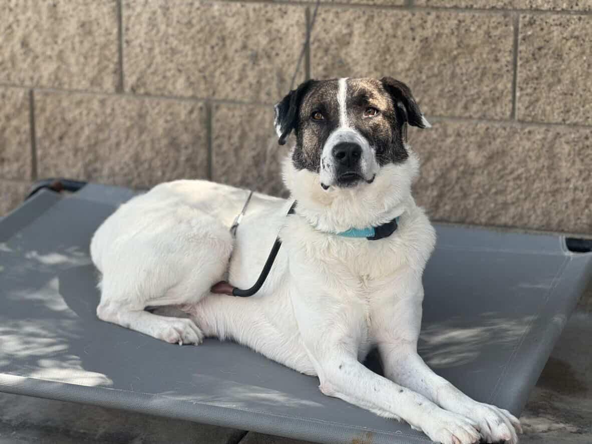 Enlarge Fred, a Adoptable Coonhound in Manhattan Beach, CA image 5/6