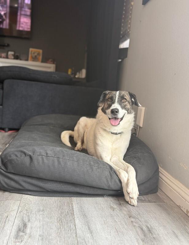 Enlarge Fred, a Adoptable Coonhound in Manhattan Beach, CA image 6/6