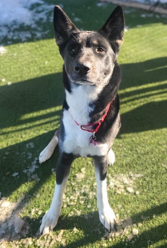 Bonita — thumbnail 3