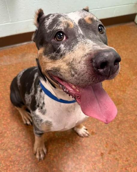 Enlarge Dolly, a Adoptable mixed breed in Euclid, OH image 2/2