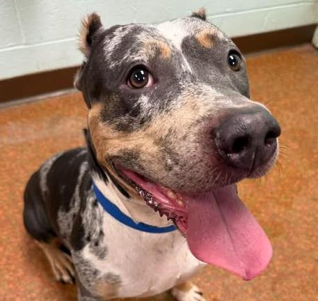 Dolly, Adoptable, Adult Female Catahoula Leopard Dog & Pit Bull Terrier.