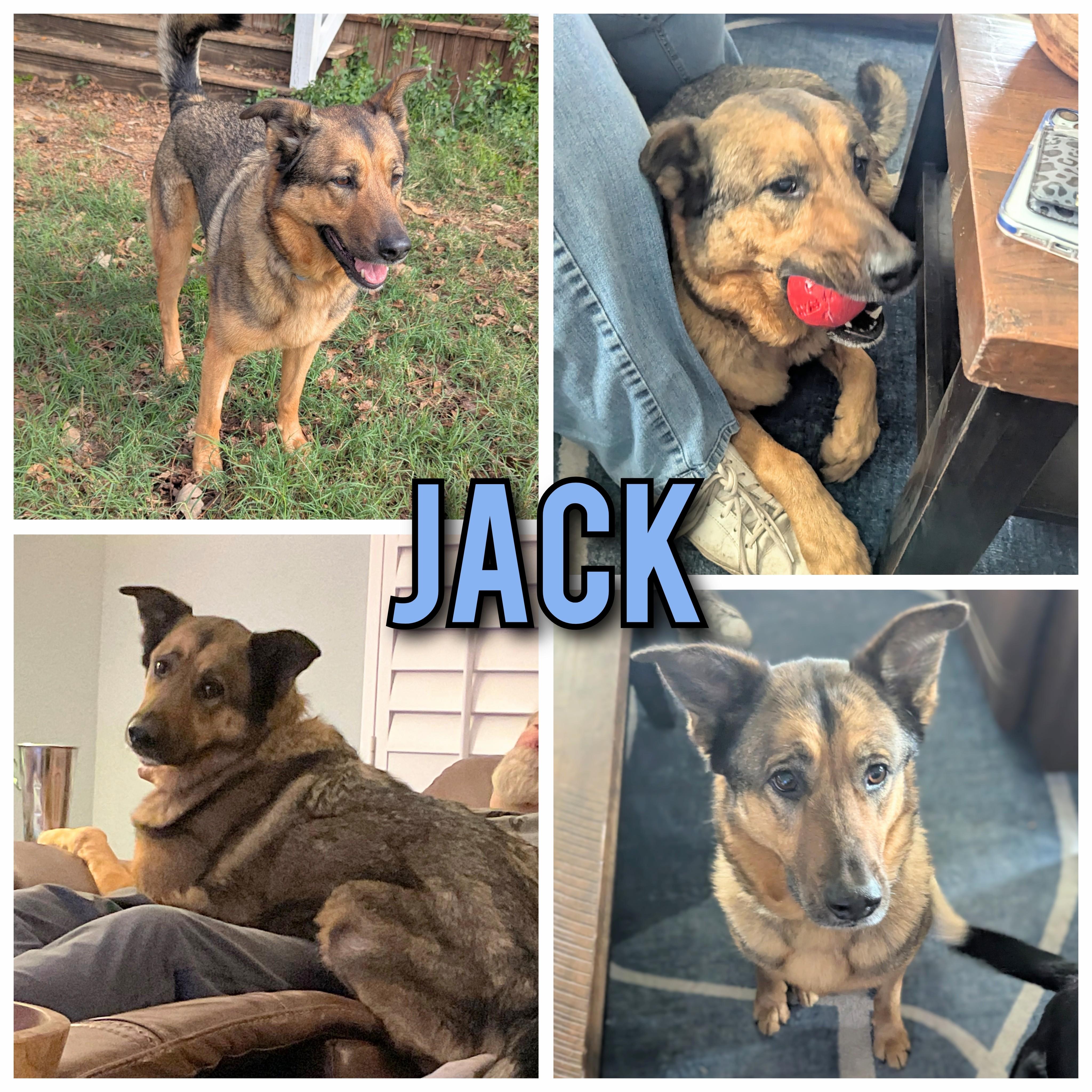 Jack, ADOPTABLE, Adult Male German Shepherd Dog & Labrador Retriever.