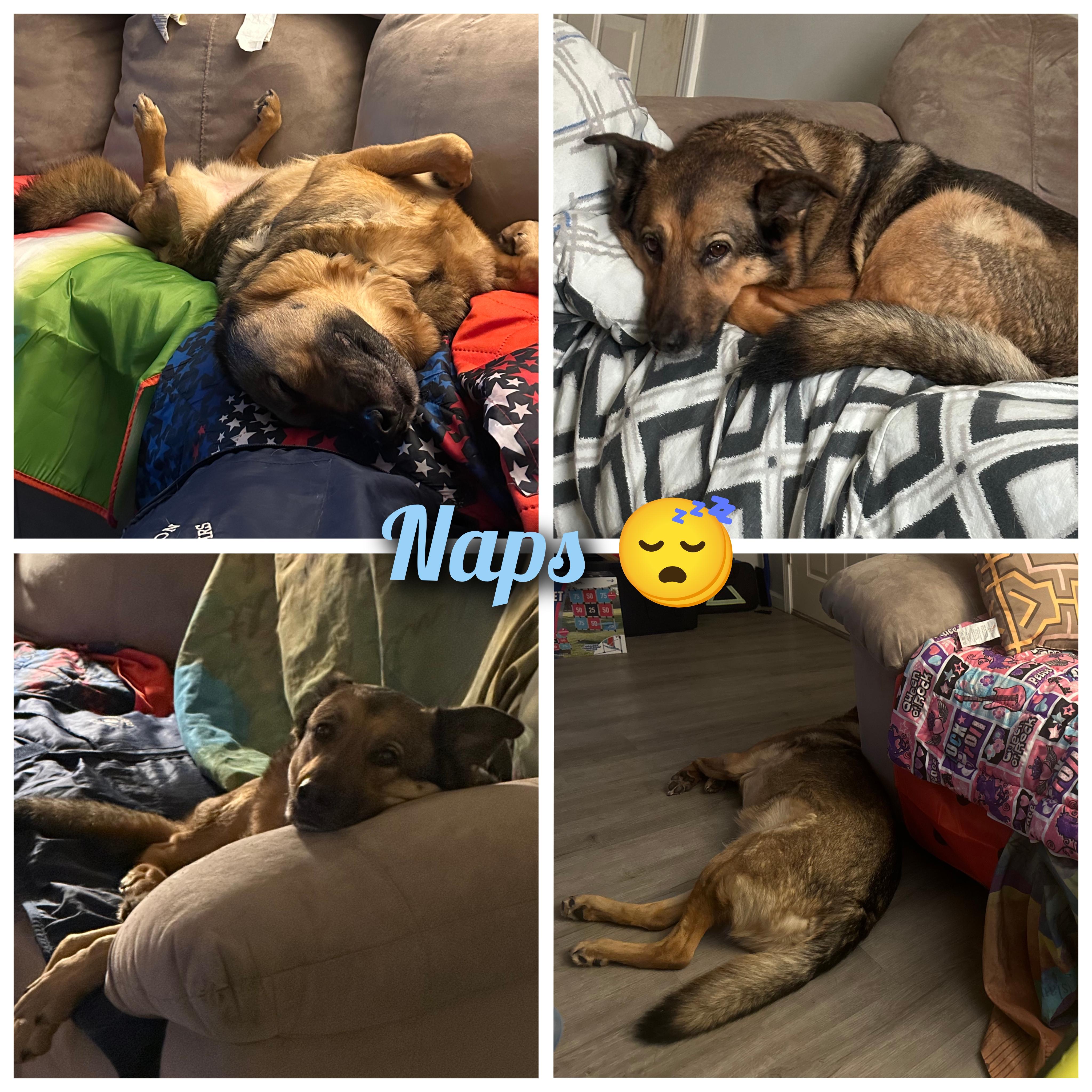 Jack, a ADOPTABLE mixed breed in Bowling Green, KY image 5/6
