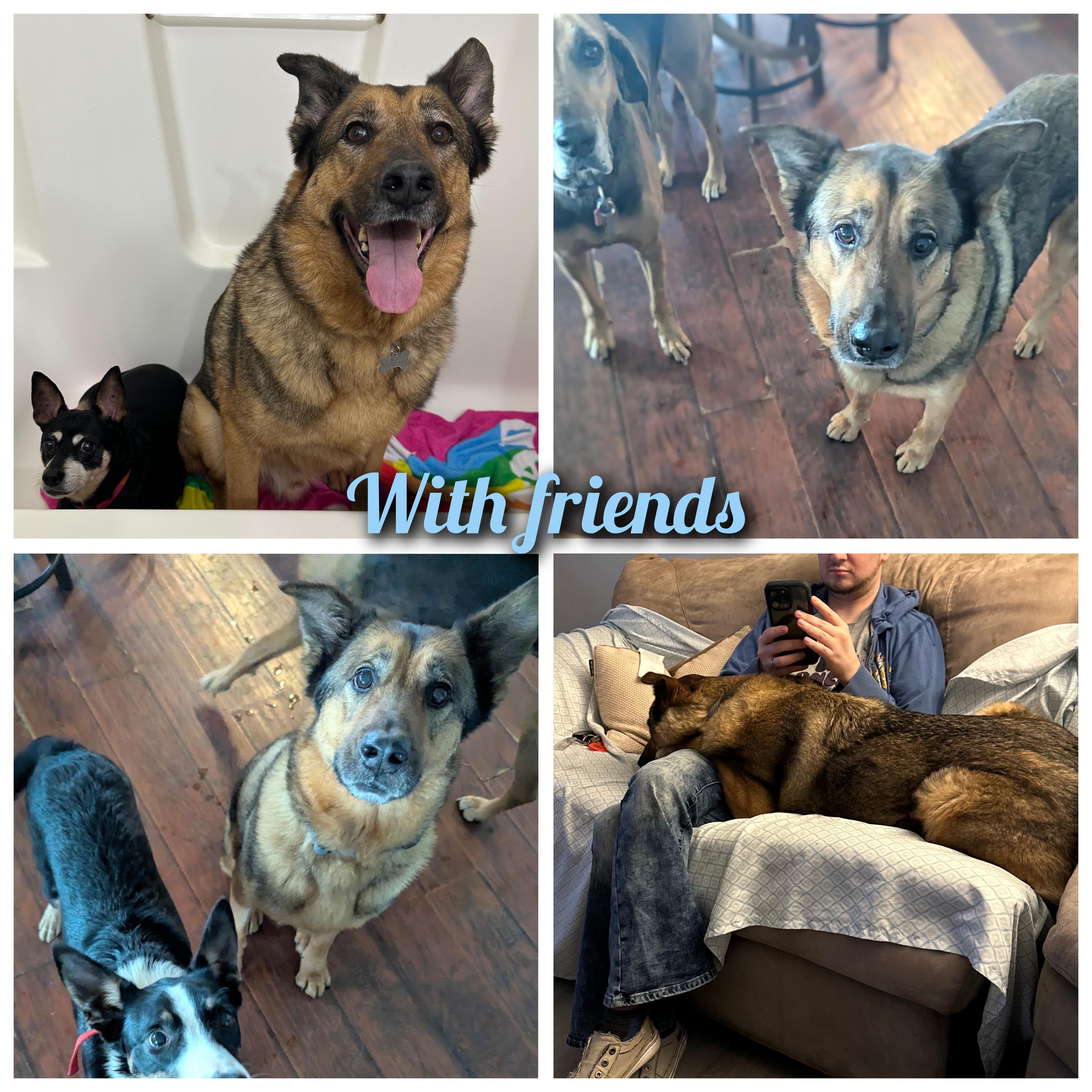 Jack, a ADOPTABLE mixed breed in Bowling Green, KY image 4/6