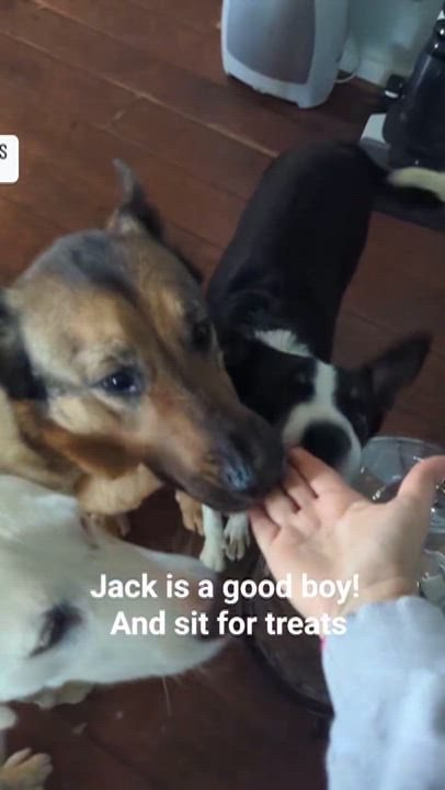 Enlarge Jack, a ADOPTABLE mixed breed in Bowling Green, KY video 2/6