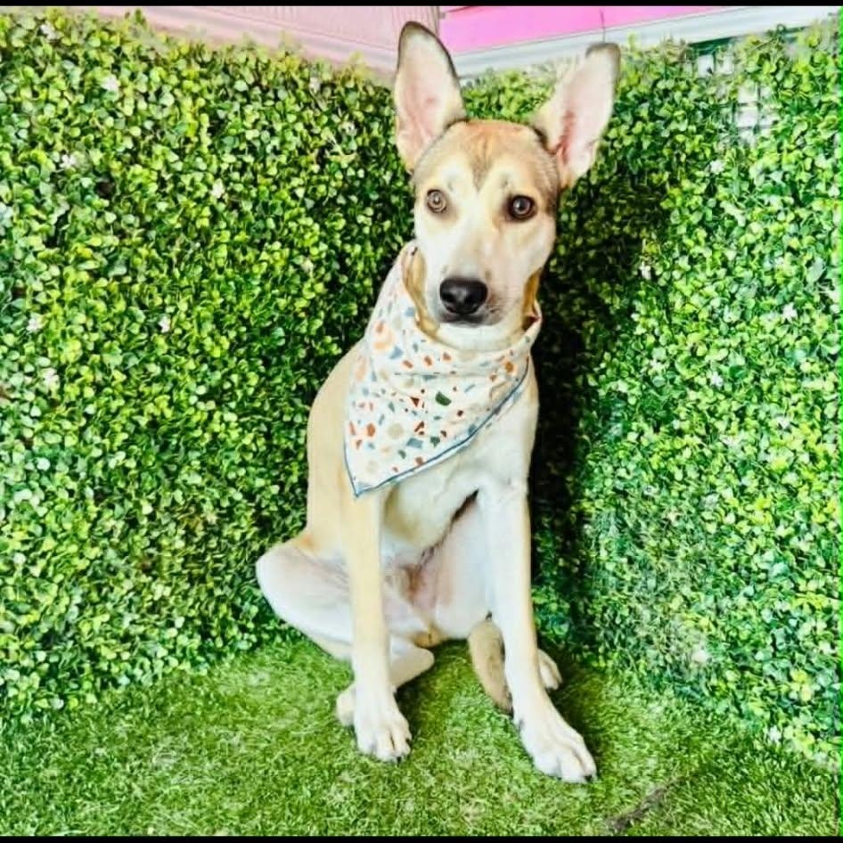 Enlarge FREDDY, a Adoptable mixed breed in Langley, BC image 6/6