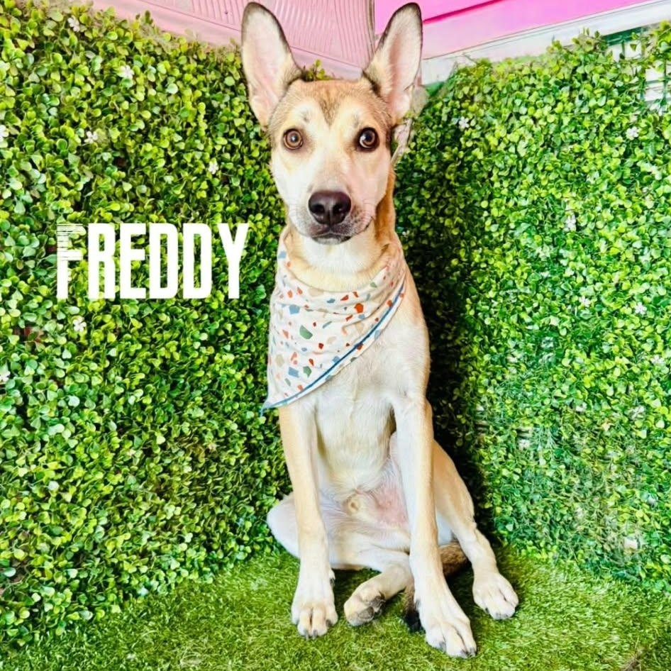 Enlarge FREDDY, a Adoptable mixed breed in Langley, BC image 1/6
