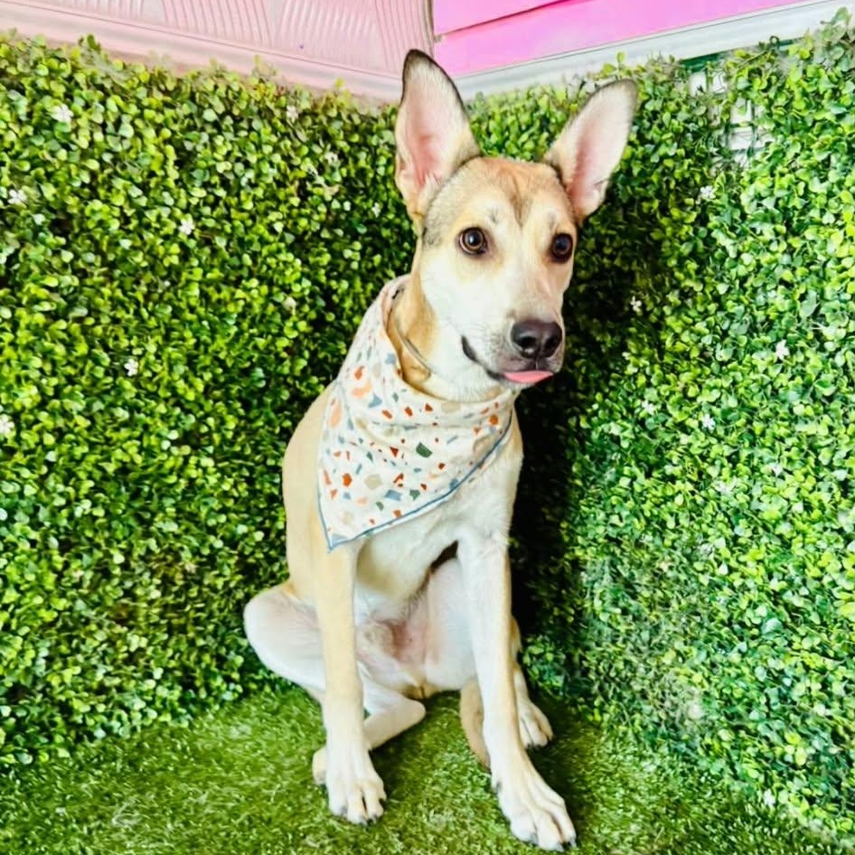 Enlarge FREDDY, a Adoptable mixed breed in Langley, BC image 5/6