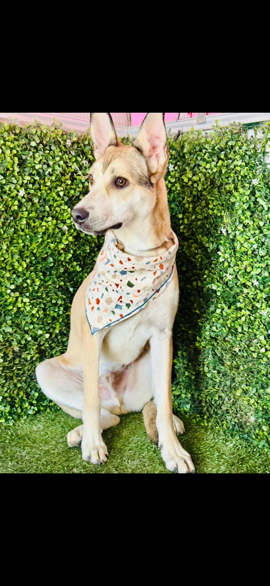 Enlarge FREDDY, a Adoptable mixed breed in Langley, BC image 2/6