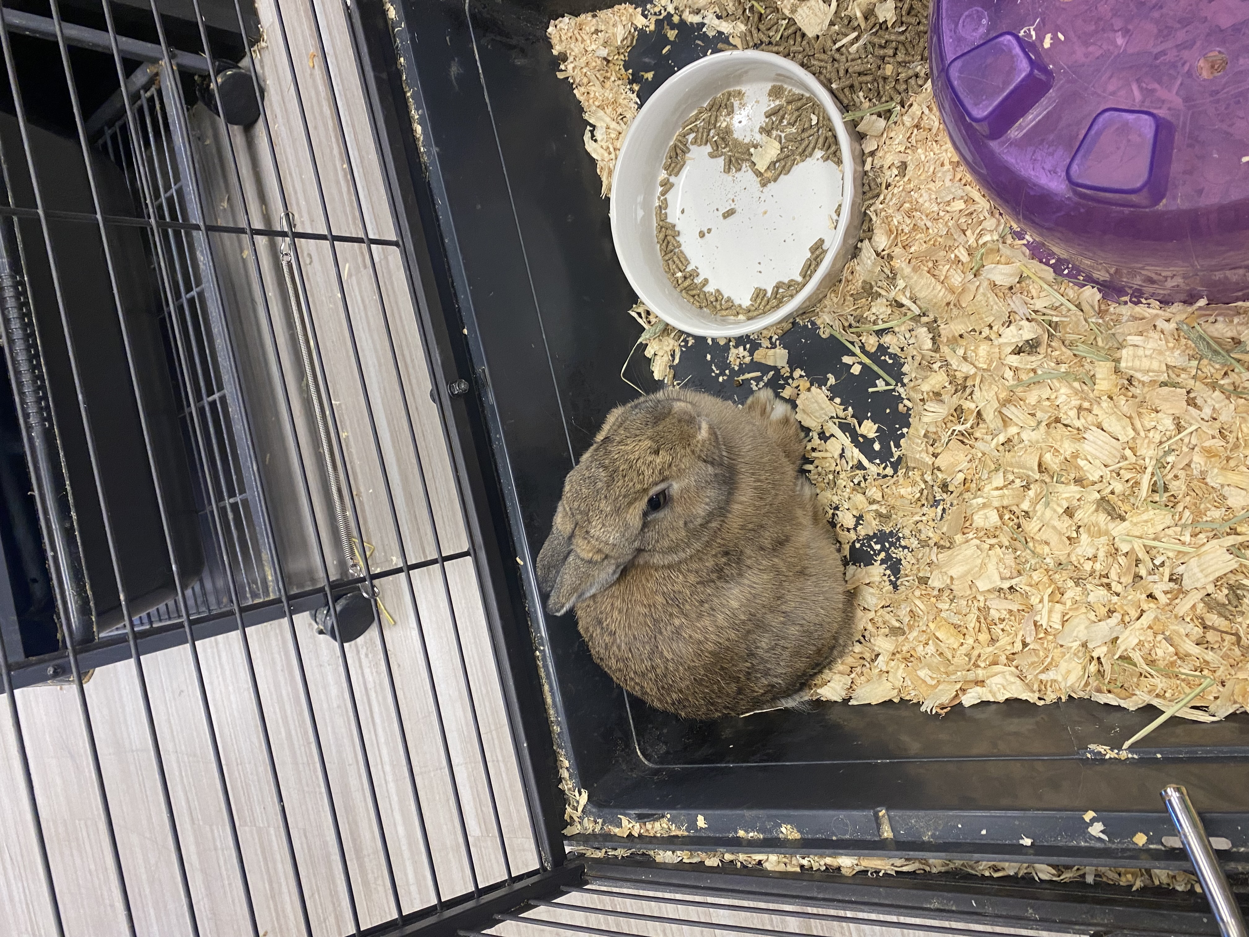 Sam, Adopted, Young Female Bunny Rabbit.