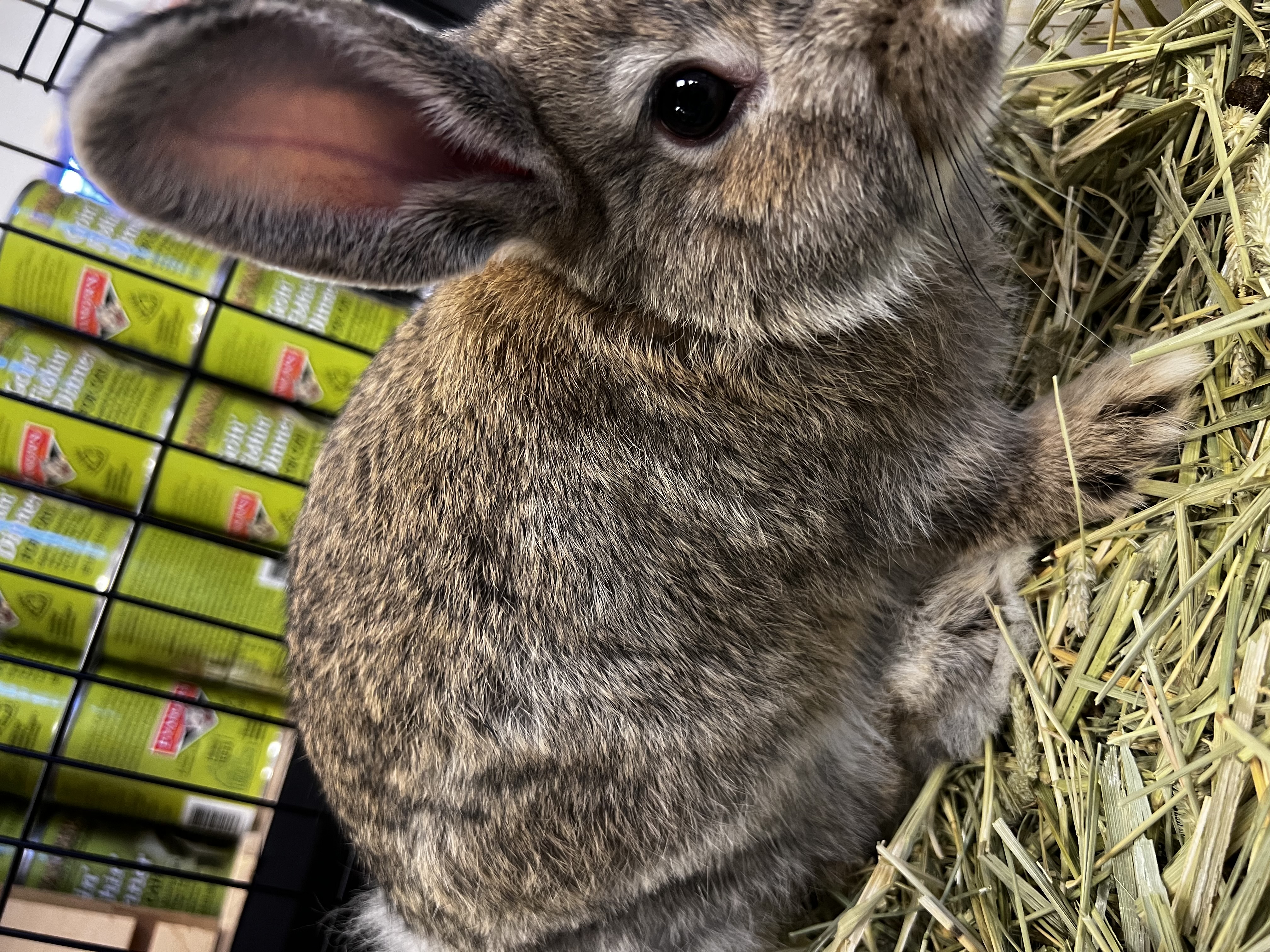 Sam, a Adopted Bunny Rabbit in South Elgin, IL image 2/5