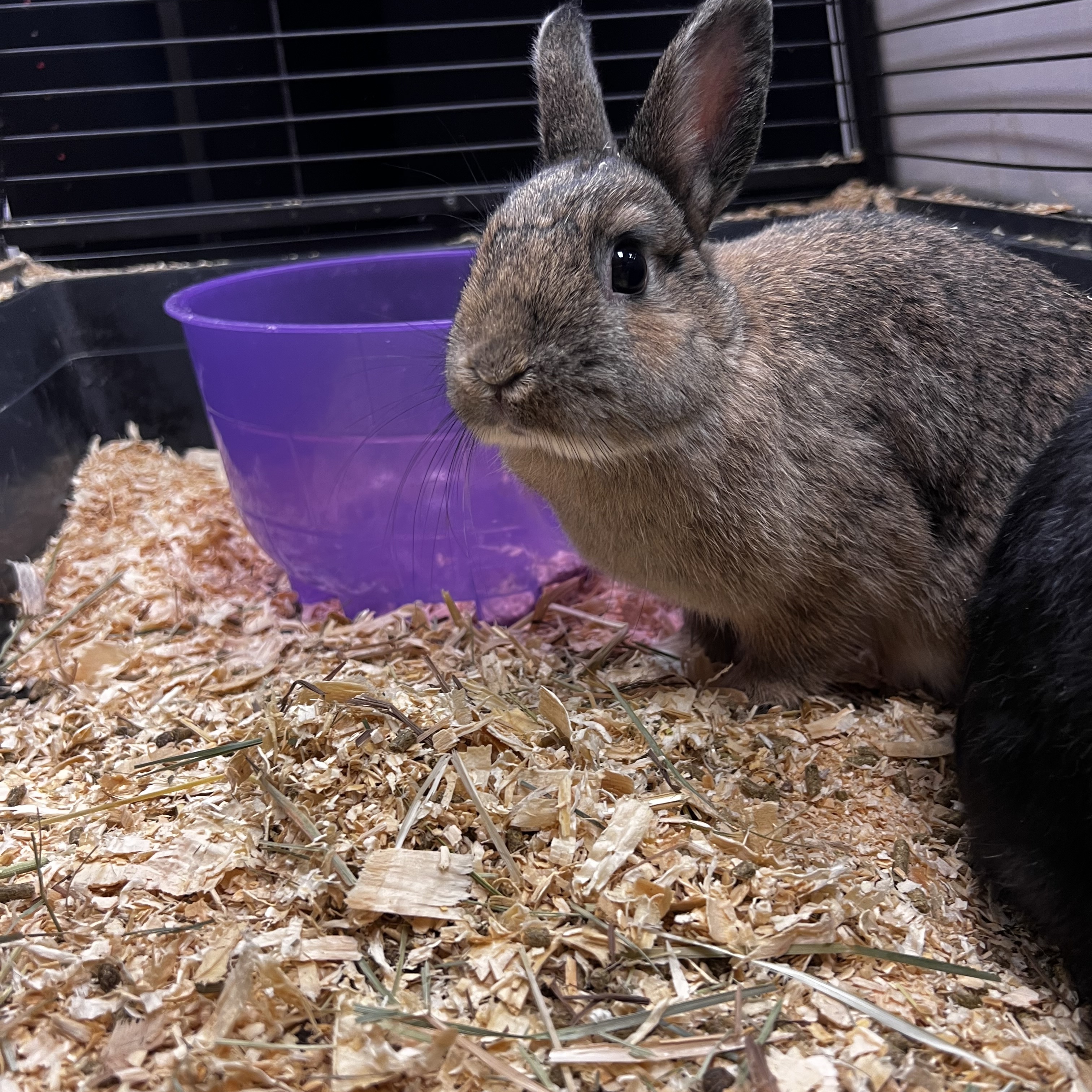 Sam, Adopted, Young Female Bunny Rabbit.