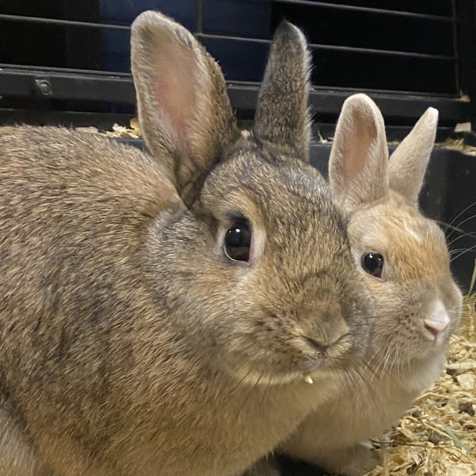 Sam, a Adopted Bunny Rabbit in South Elgin, IL image 4/5
