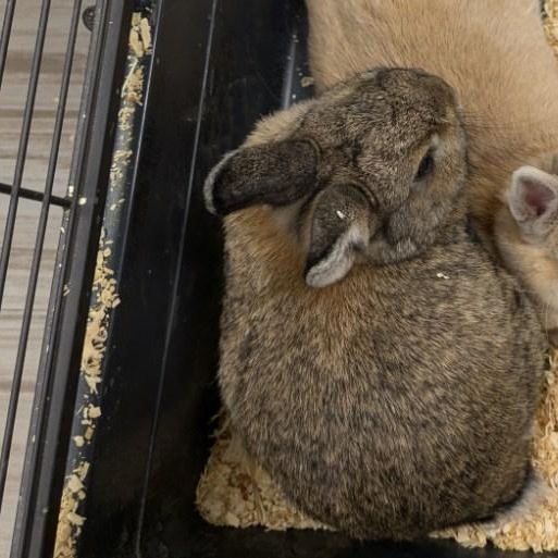 Sam, a Adopted Bunny Rabbit in South Elgin, IL image 5/5