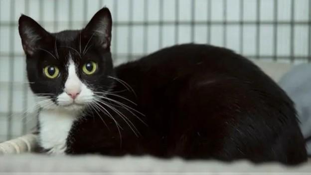 Enlarge Natalie, a Adoptable Domestic Short Hair in Hamilton, ON image 1/1