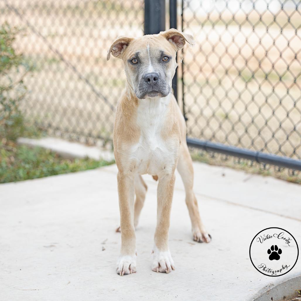 Enlarge Carter, a Adoptable mixed breed in Abilene, TX image 2/6