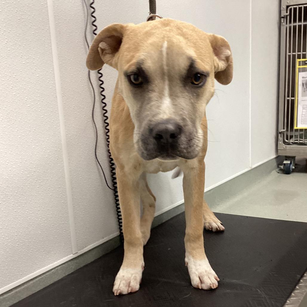 Enlarge Carter, a Adoptable mixed breed in Abilene, TX image 3/6