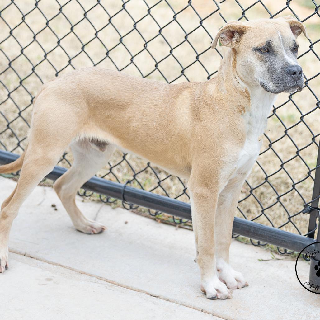 Enlarge Carter, a Adoptable mixed breed in Abilene, TX image 4/6