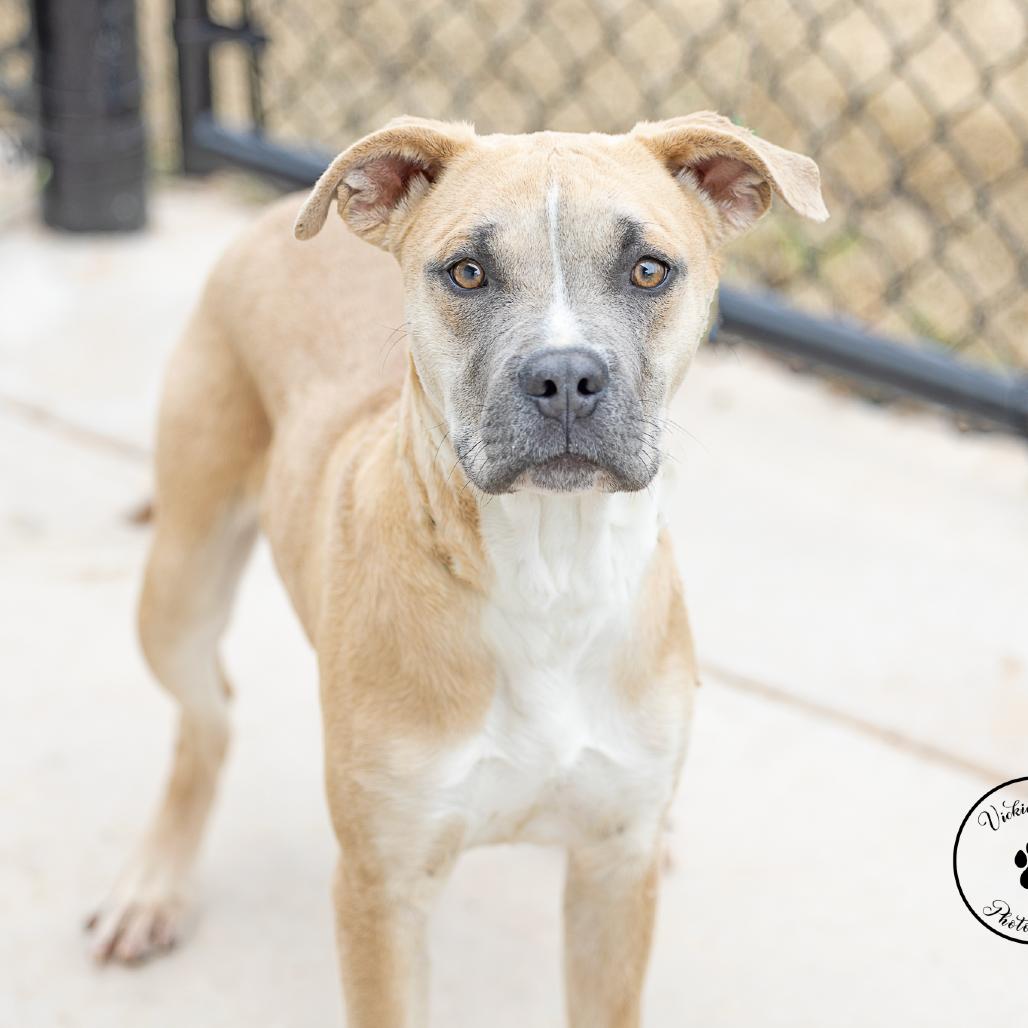 Enlarge Carter, a Adoptable mixed breed in Abilene, TX image 5/6