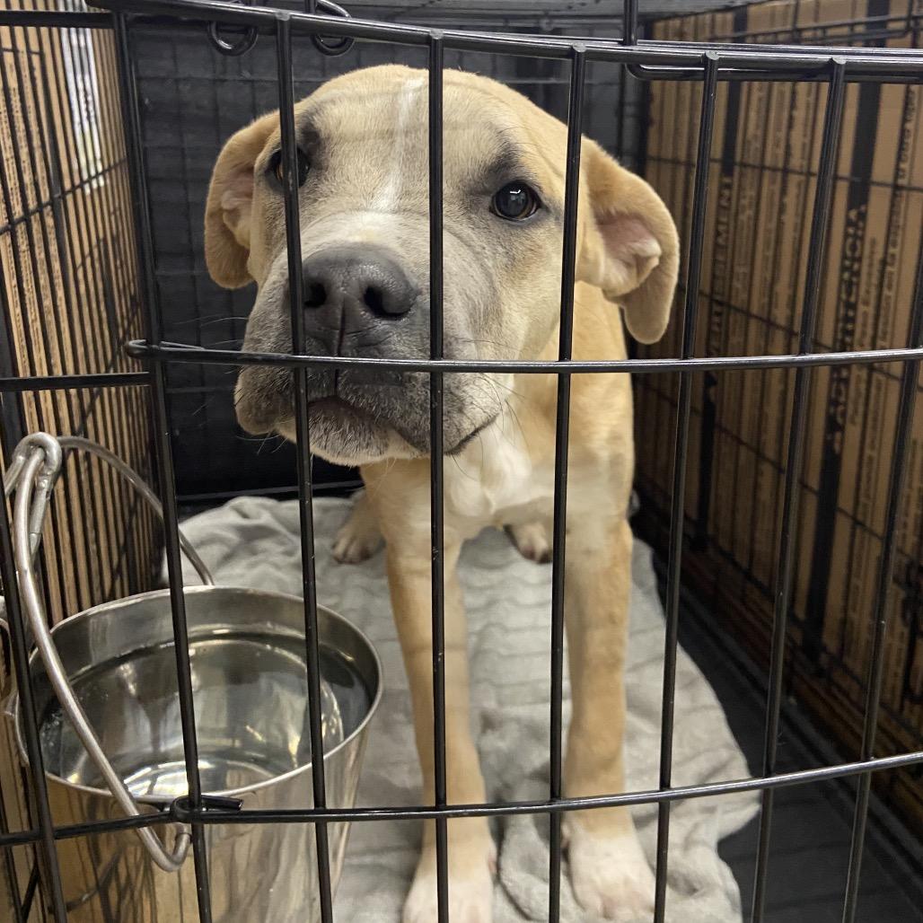 Enlarge Carter, a Adoptable mixed breed in Abilene, TX image 6/6