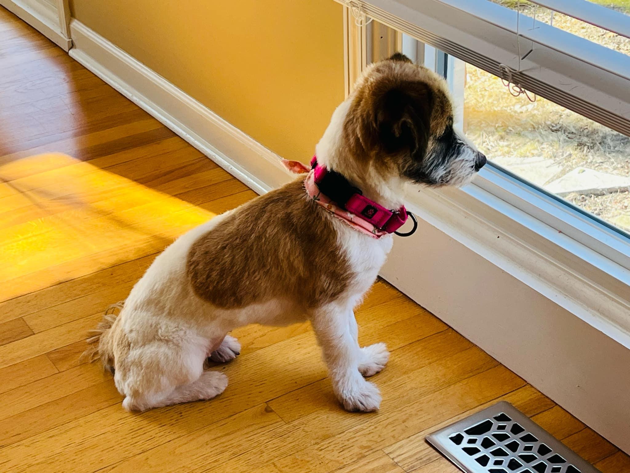 Ruby, a Adopted Terrier in Troy, MI image 2/6