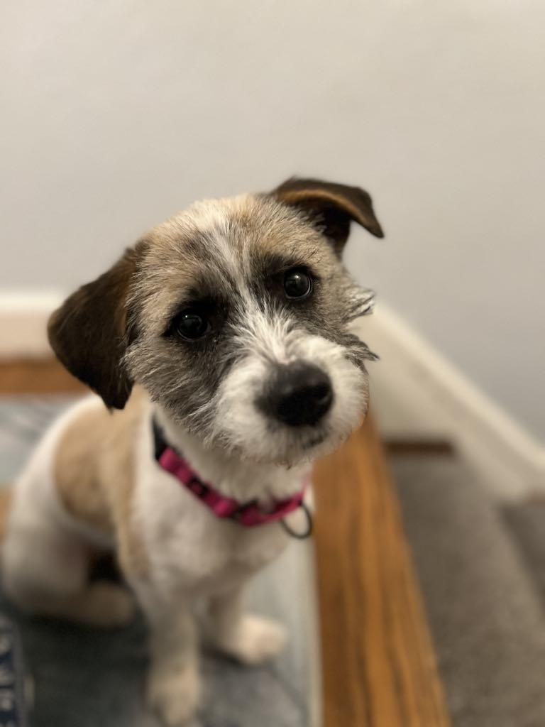 Ruby, Adopted, Adult Female Terrier.