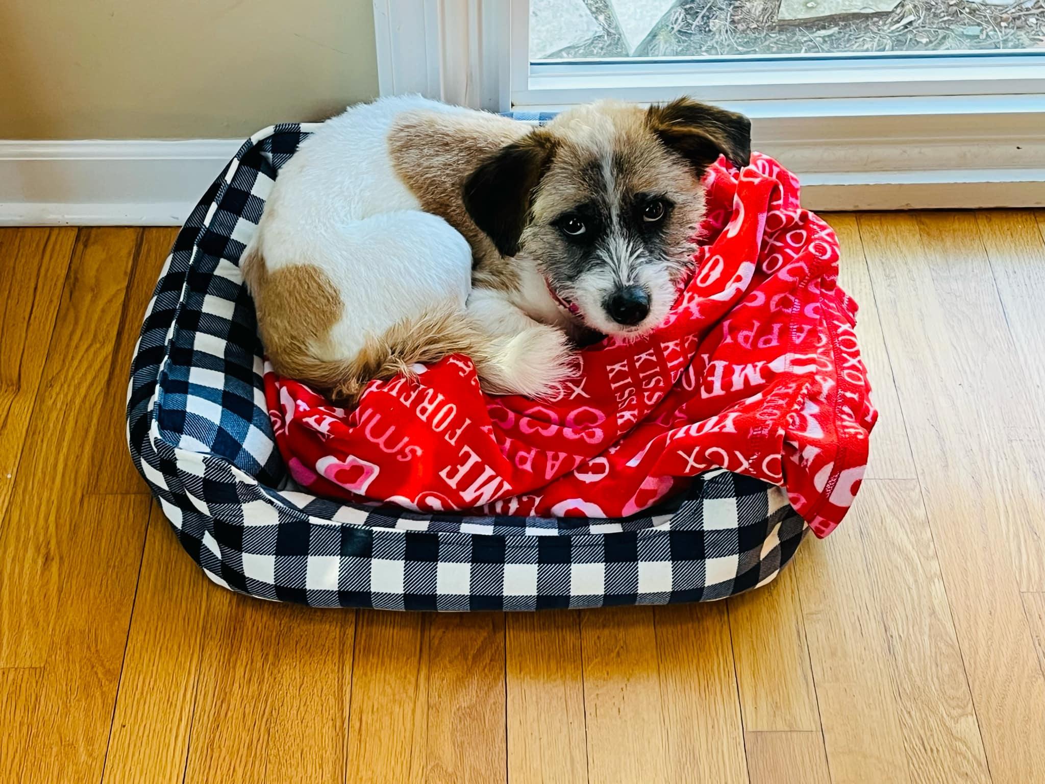 Ruby, a Adopted Terrier in Troy, MI image 4/6