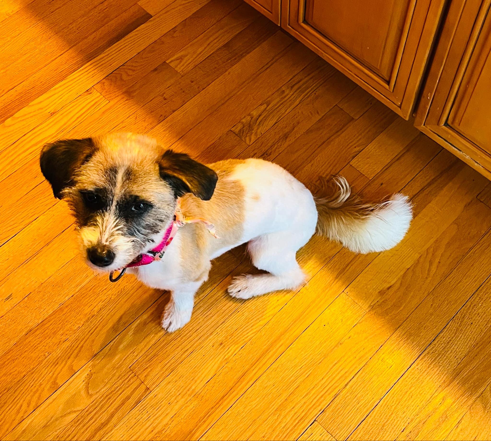 Ruby, a Adopted Terrier in Troy, MI image 6/6