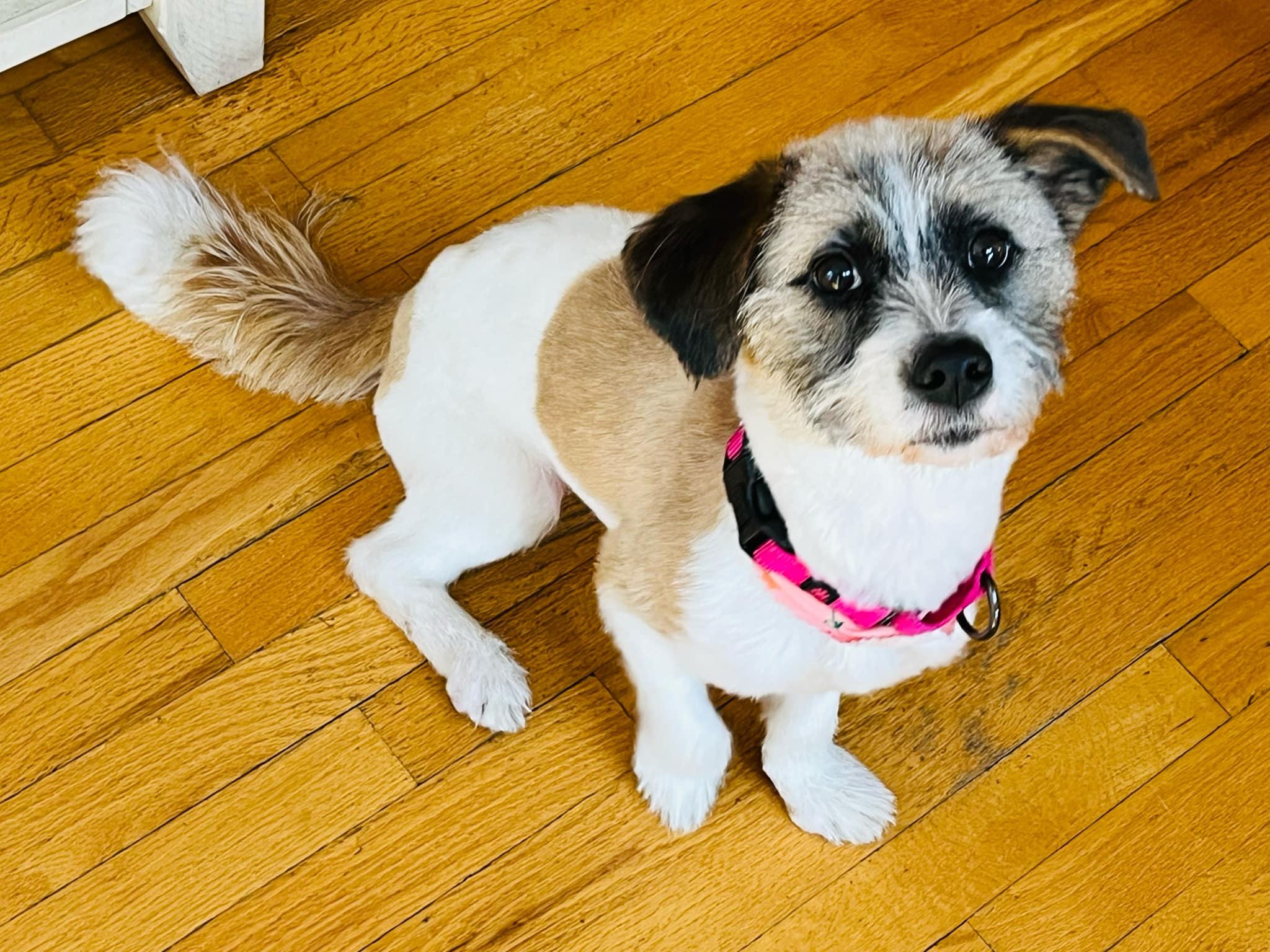 Ruby, a Adopted Terrier in Troy, MI image 3/6