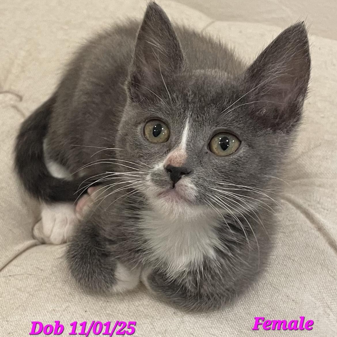 Enlarge Gracie, an adopted Domestic Short Hair in Concord, CA image 2/2