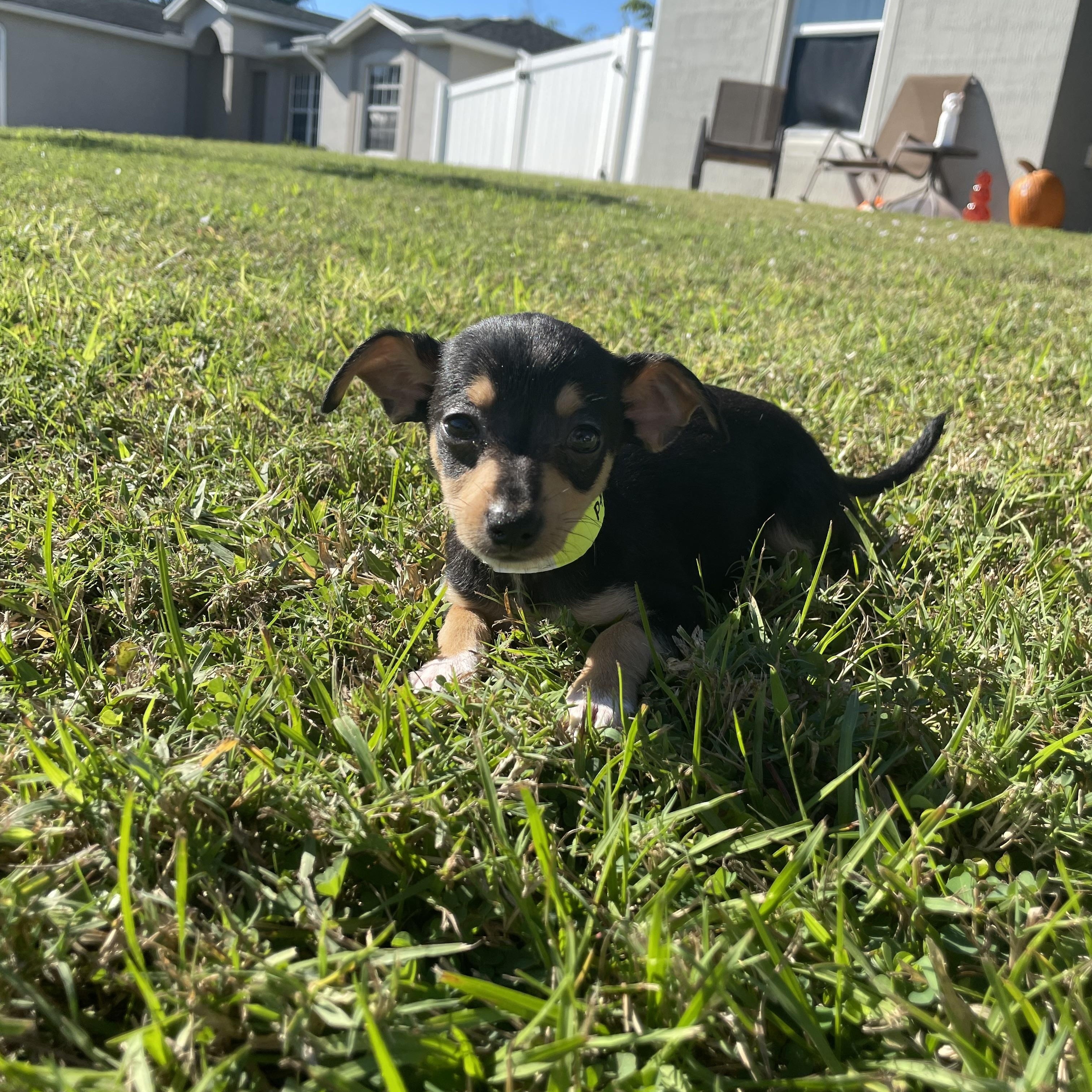 Enlarge Ptolemy (Lemy), a Adopted mixed breed in Port Saint Lucie, FL image 2/4