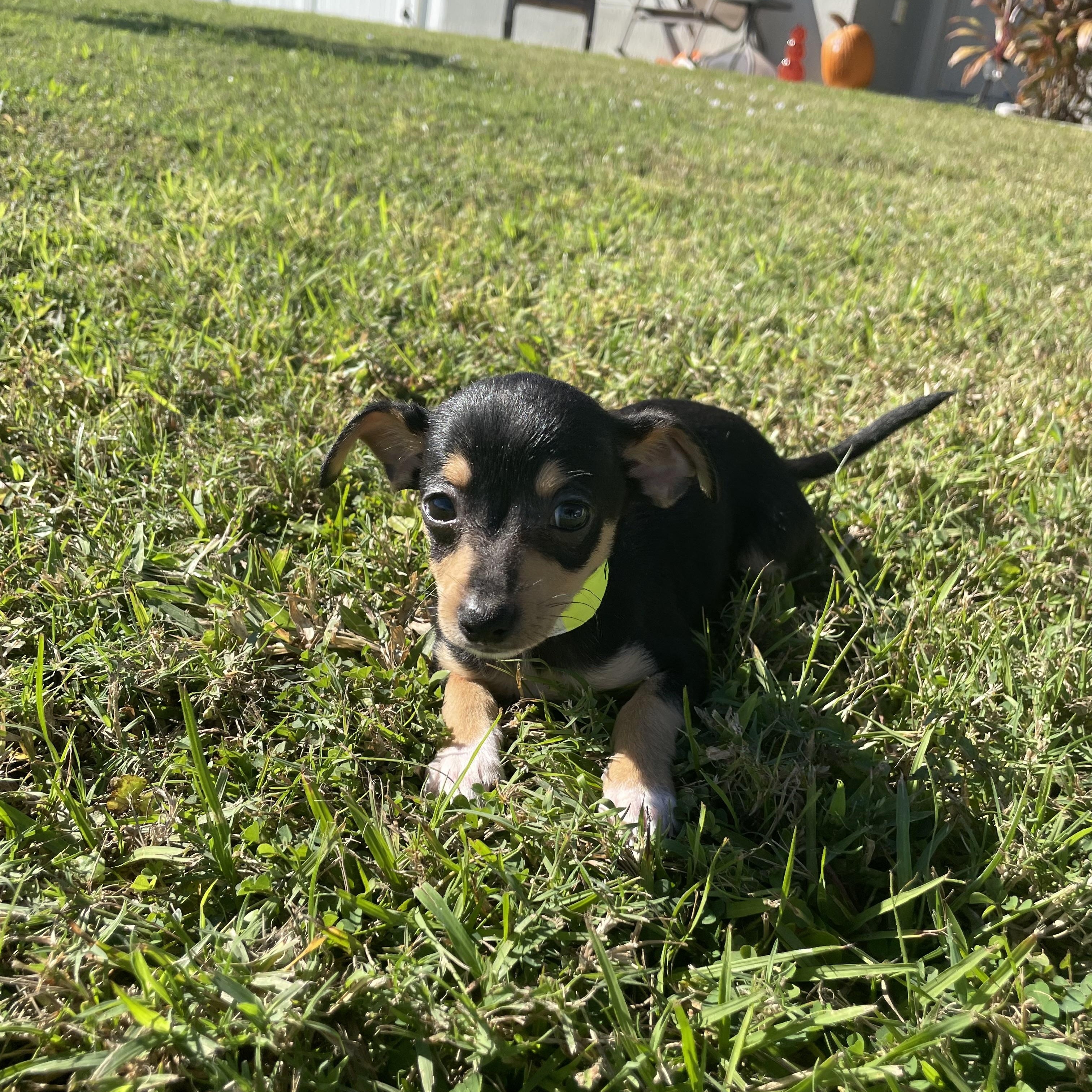 Enlarge Ptolemy (Lemy), a Adopted mixed breed in Port Saint Lucie, FL image 4/4
