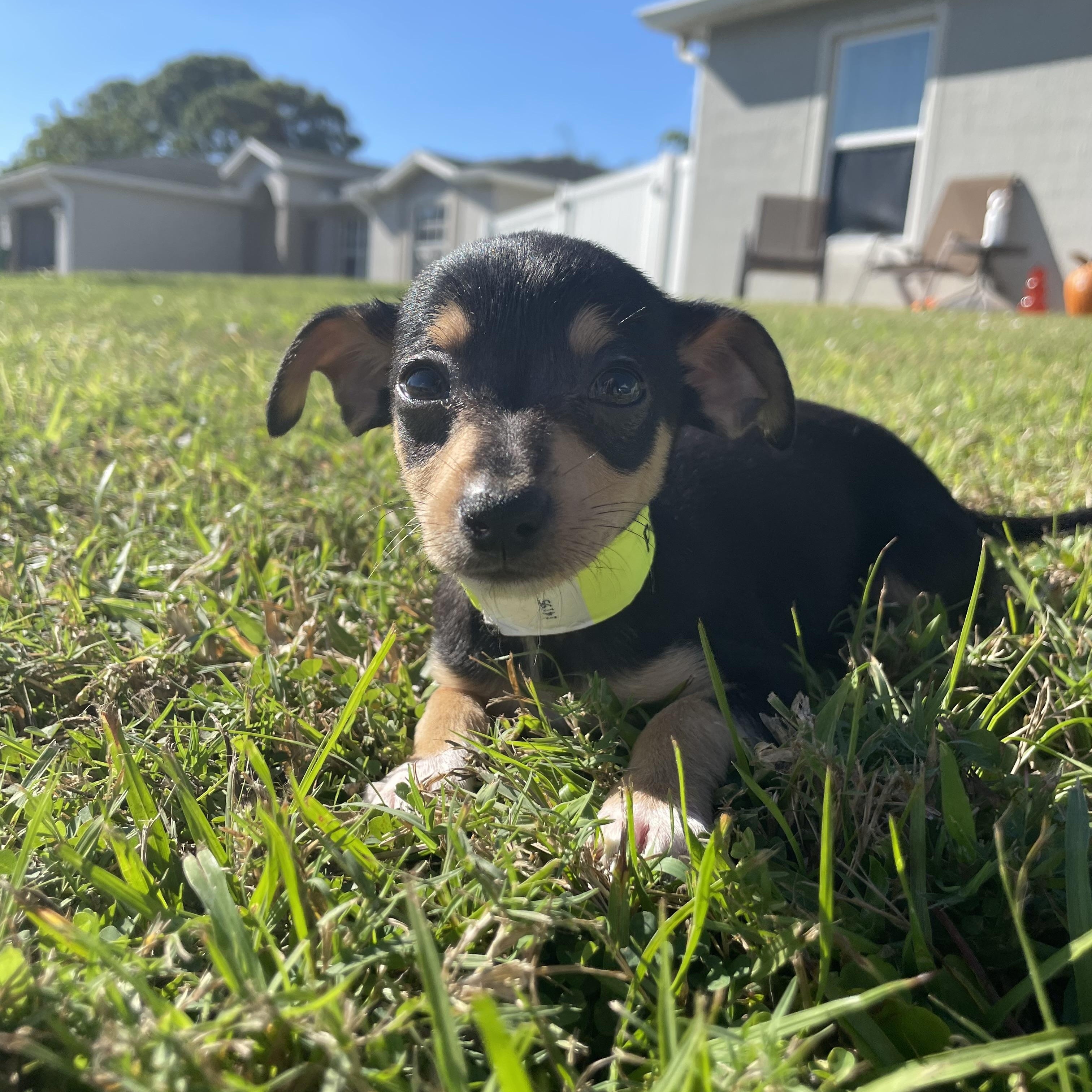 Enlarge Ptolemy (Lemy), a Adopted mixed breed in Port Saint Lucie, FL image 1/4