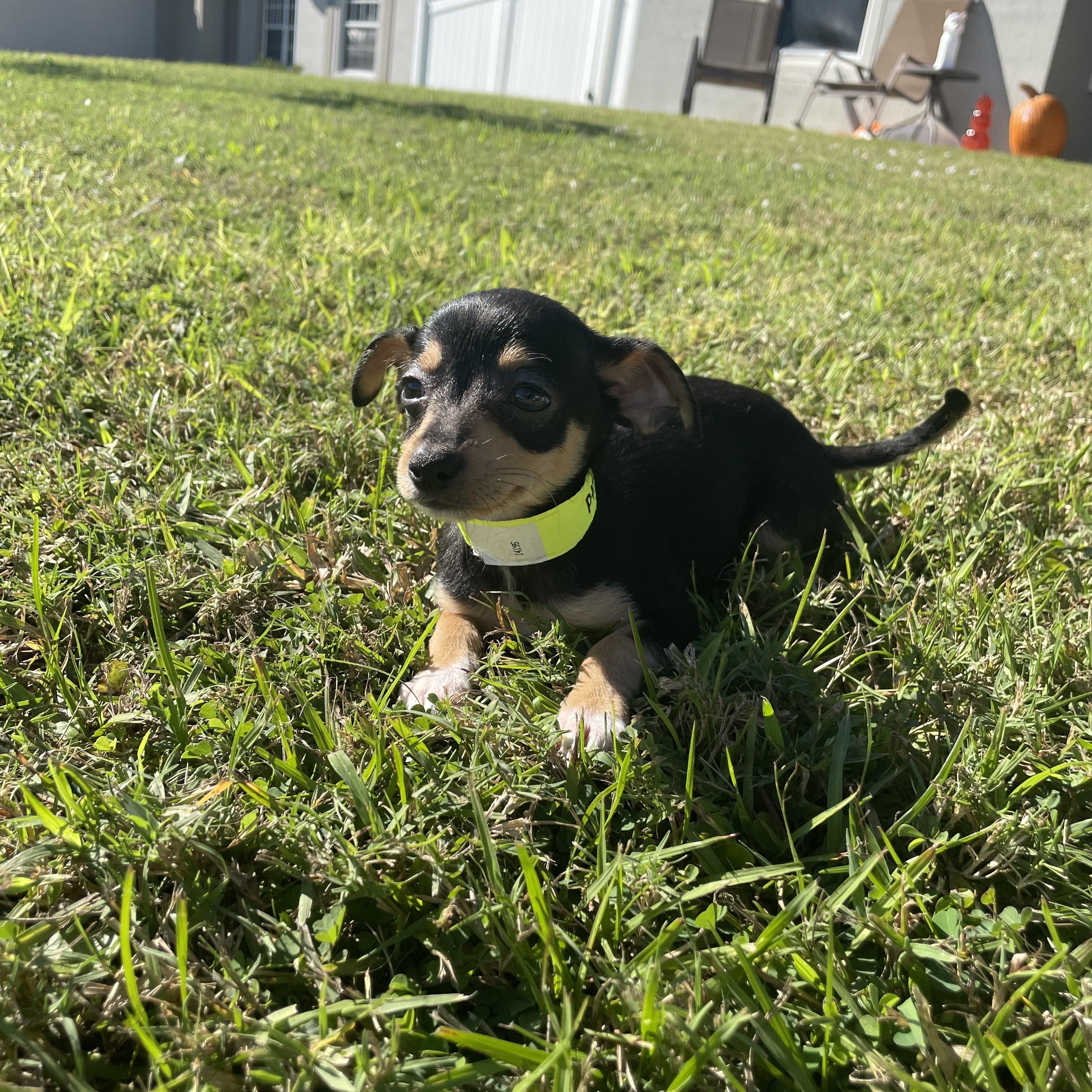 Enlarge Ptolemy (Lemy), a Adopted mixed breed in Port Saint Lucie, FL image 3/4