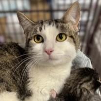 Molly — thumbnail 2