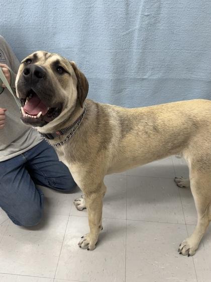 Marco, Adoptable, Young Male Mastiff & Mixed Breed.