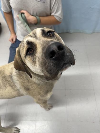 Enlarge Marco, a Adoptable mixed breed in McCook, NE image 2/3