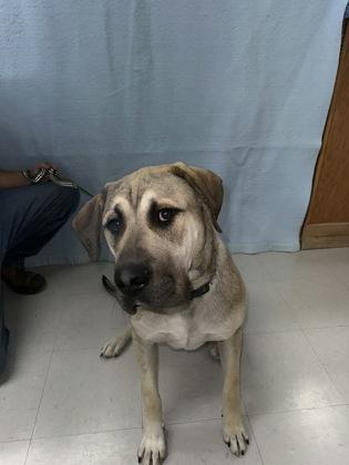 Enlarge Marco, a Adoptable mixed breed in McCook, NE image 3/3
