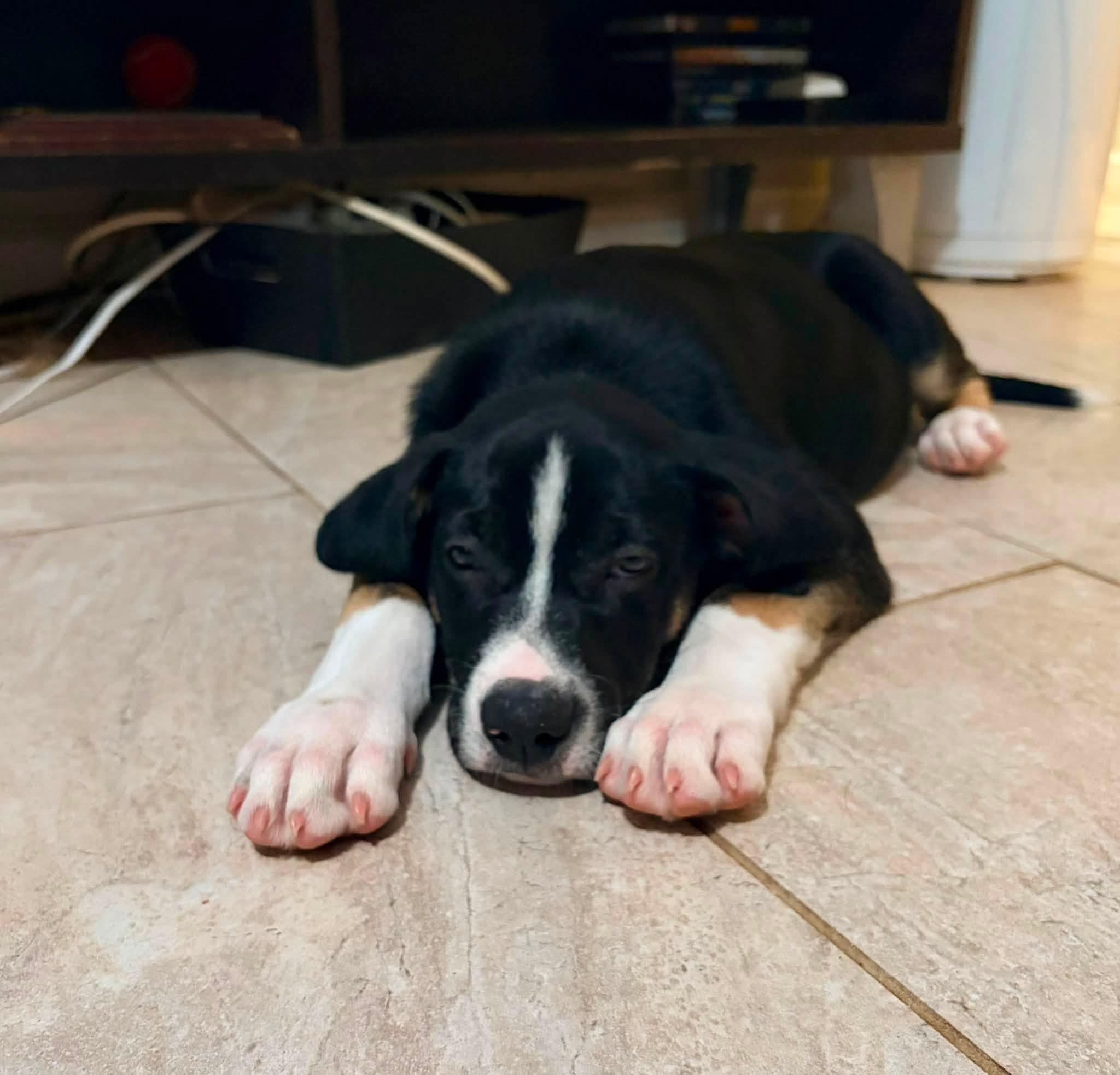 Enlarge Bandit, a ADOPTABLE mixed breed in Riverdale, NJ image 2/5