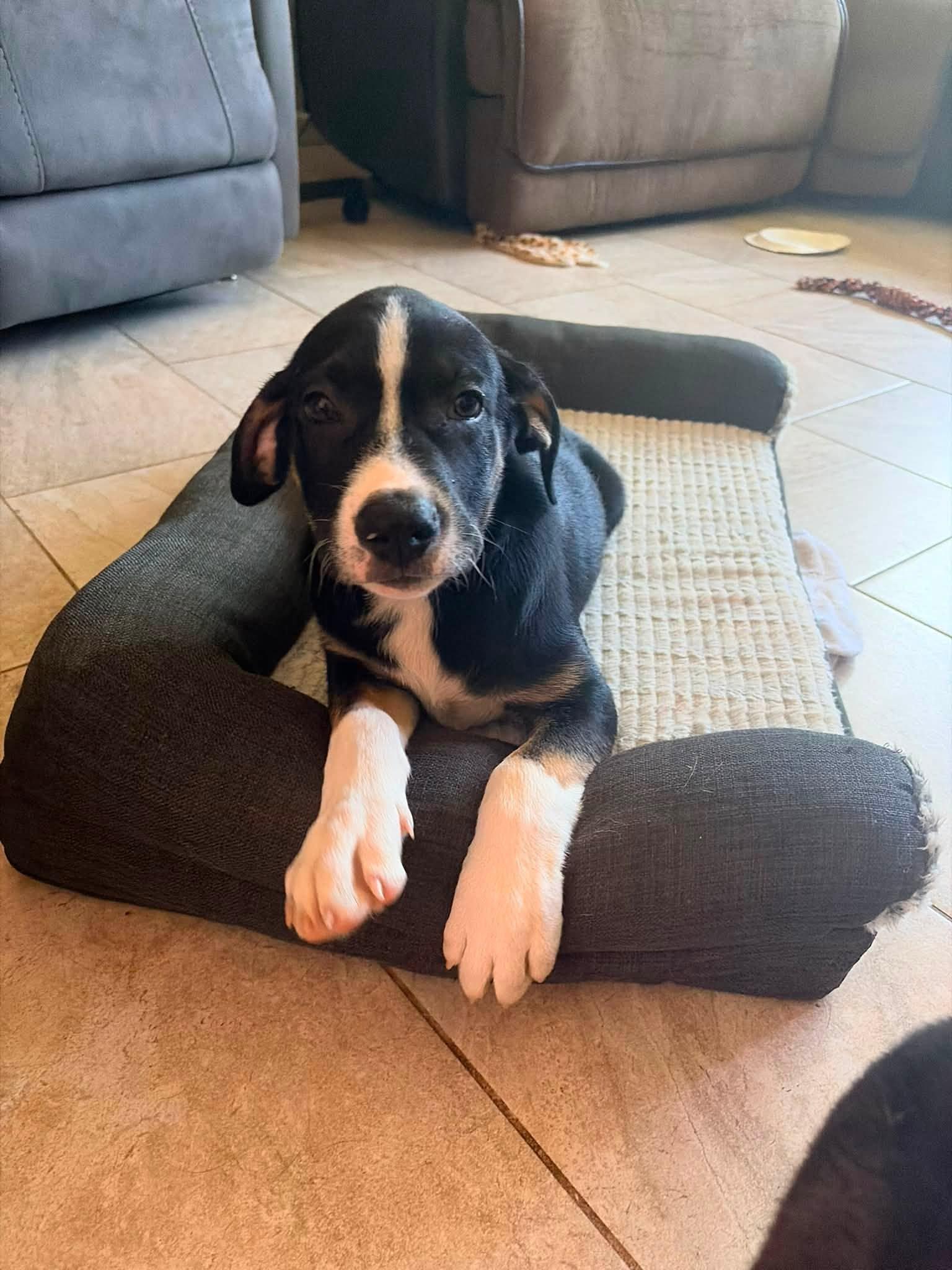 Bandit, ADOPTABLE, Puppy Male Mixed Breed.