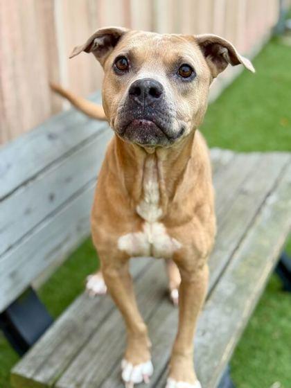 Enlarge Harley - 1, a Adoptable mixed breed in Daytona Beach, FL image 1/2