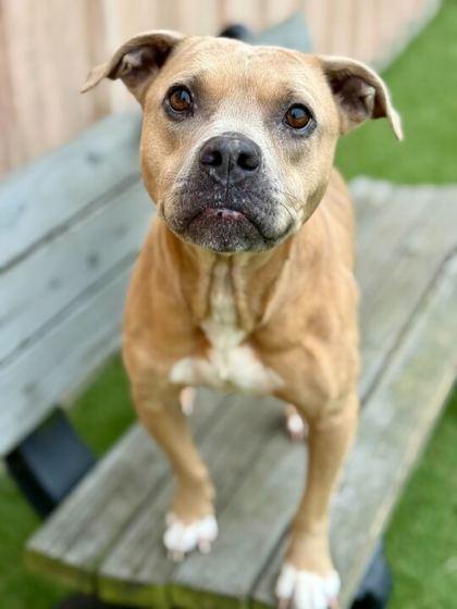 Enlarge Harley - 1, a Adoptable mixed breed in Daytona Beach, FL image 2/2