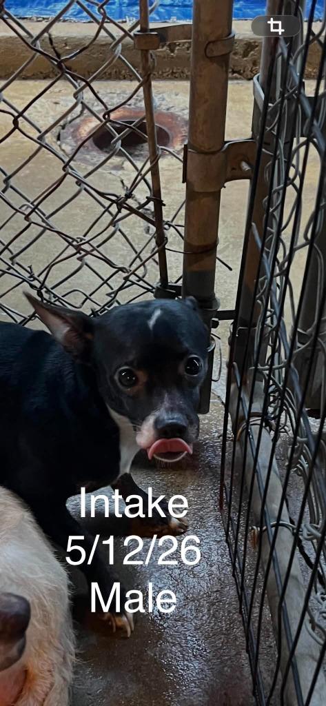 Piccolo, Adoptable, Young Male Chihuahua.